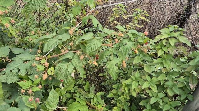 Наконец-то убрала овощи/ Олег не танцует/ смотреть онлайн