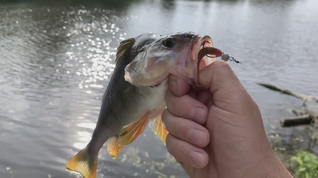 Рыбалка на Пахре в поселке Володарского. Судак и трофейный окунь.