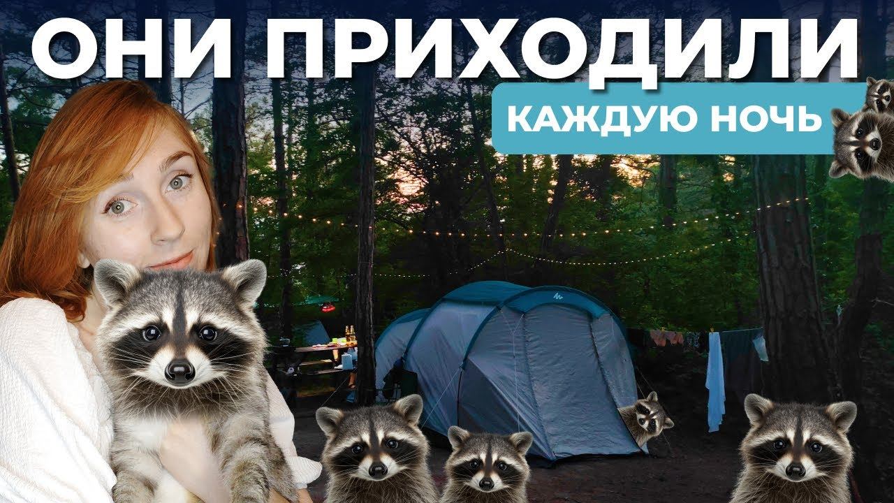 10 ЕНОТОВ за вечер! | Честно о Кемпинге 