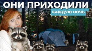 10 ЕНОТОВ за вечер! | Честно о Кемпинге «Енот» | Цикады Сводят с Ума | Моя организация в палатке