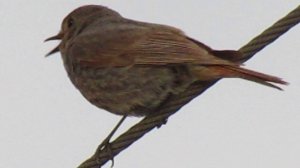 ГОРИХВОСТКА ПОЁТ #BIRDS SINGING