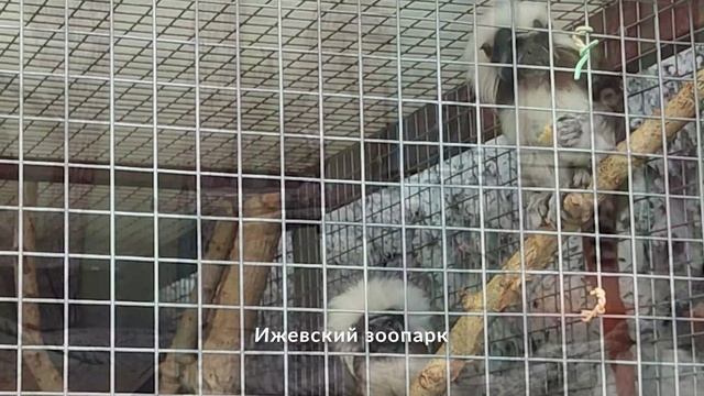 Ижевский зоопарк. Лето 2024 года
