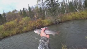 Рыбалка в дебрях ТАЙГИ/ Непролазная РЕКА/ Осенняя ЛОВЛЯ ХАРИУСА/ Поклёвка за ПОКЛЁВКОЙ/ КАН РЫБЫ !