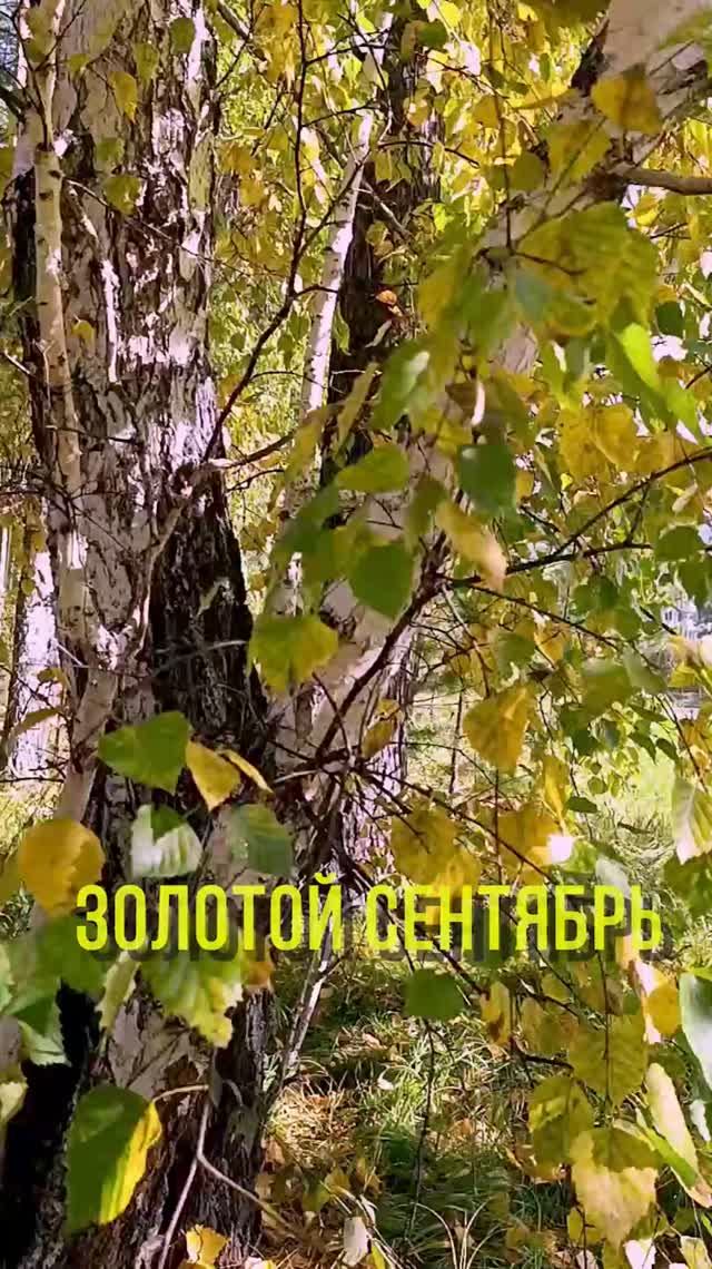 Золотой сентябрь смотреть онлайн