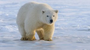 Численность белых медведей подсчитали в Якутии