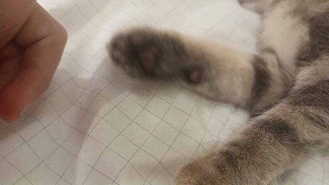 Кот + Гигаер =