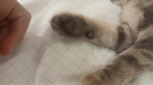 Кот + Гигаер =