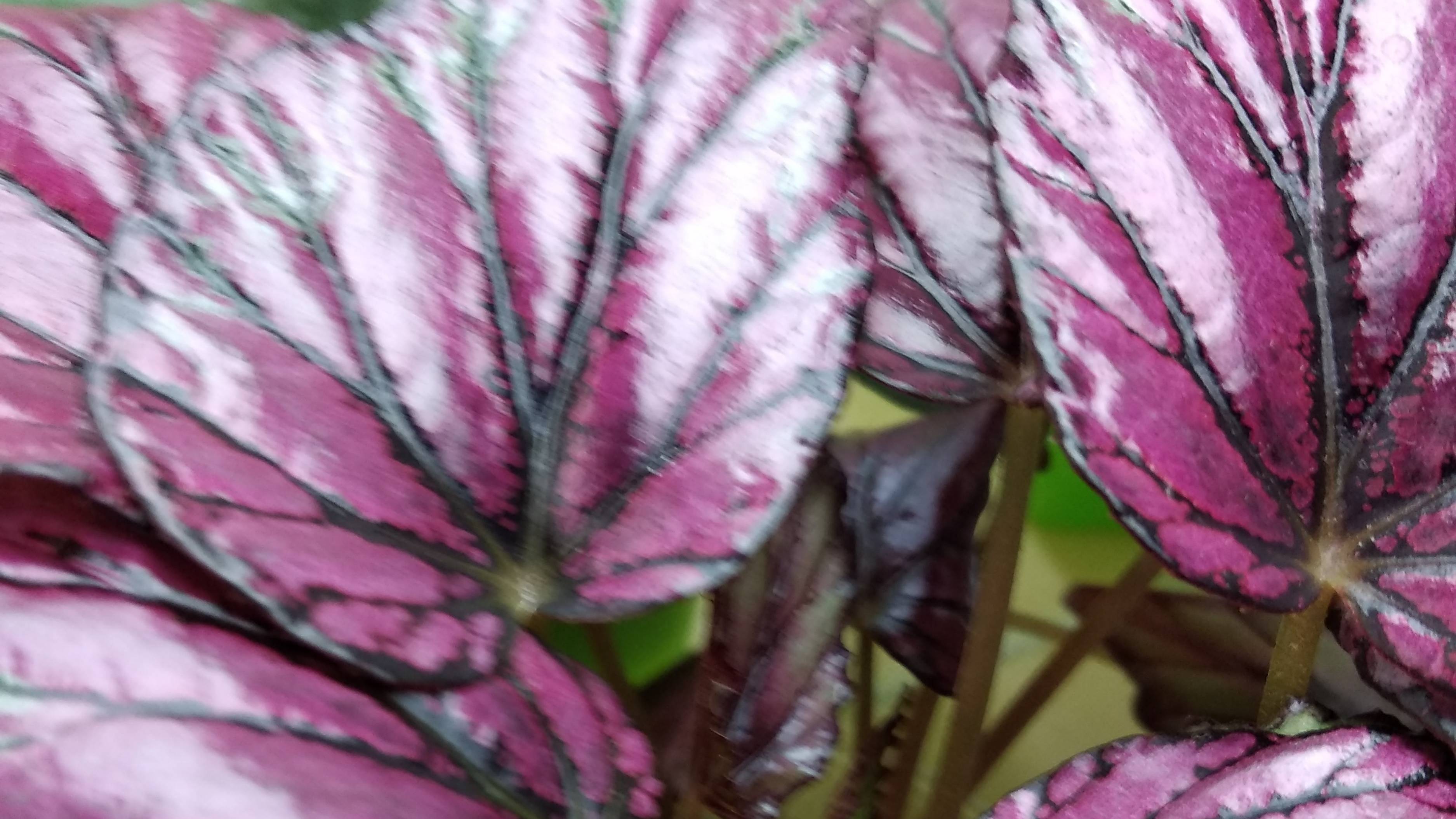 распродажа бегоний на 22.09.2025г смотреть онлайн