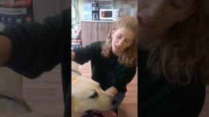 Лабрадор Мирон. Из усыпалки в сказку