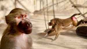 Муравьи РАЗДОРА! У Люси тактика - крик на весь парк лучшая защита, Лида - как гепард в прыжке!