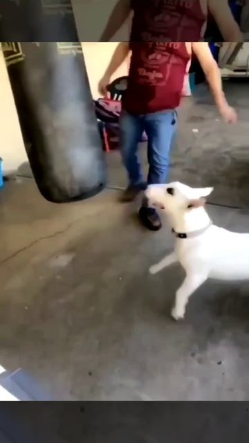 Собака Ван Дамма смотреть онлайн