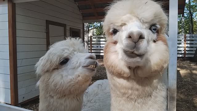 "Парк альпак" в Екатеринбурге