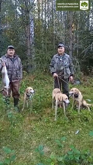 Уже неделю открыта охота на зайца. Наши собаки работают в Кировской области! смотреть онлайн