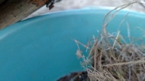 Как и зачем чистить скворечник осенью