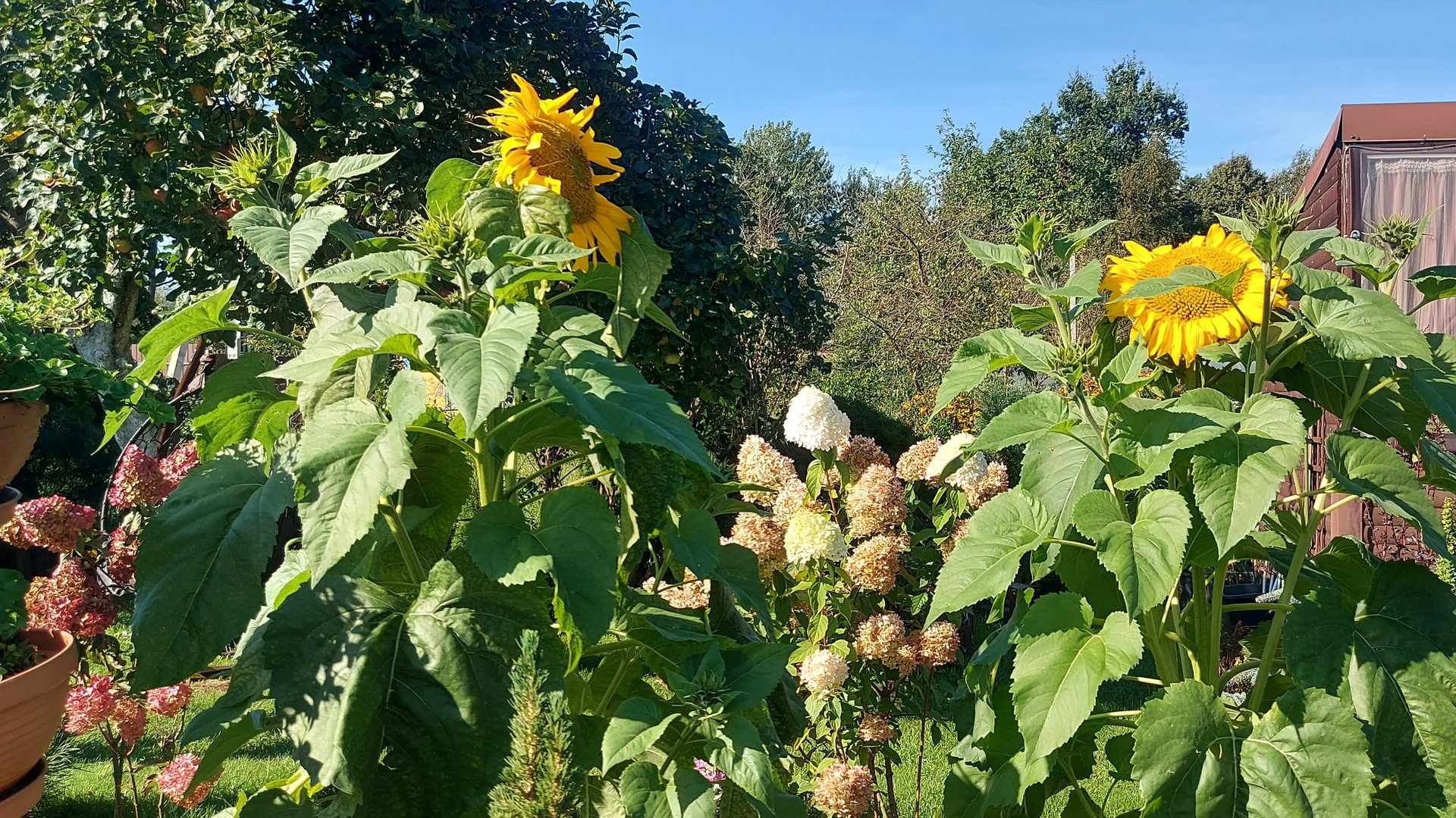 Жаркие рабочие выходные на даче🙃Мы по-прежнему делаем посадки/пересадки🌞🌸 #любимаядача смотреть онлайн