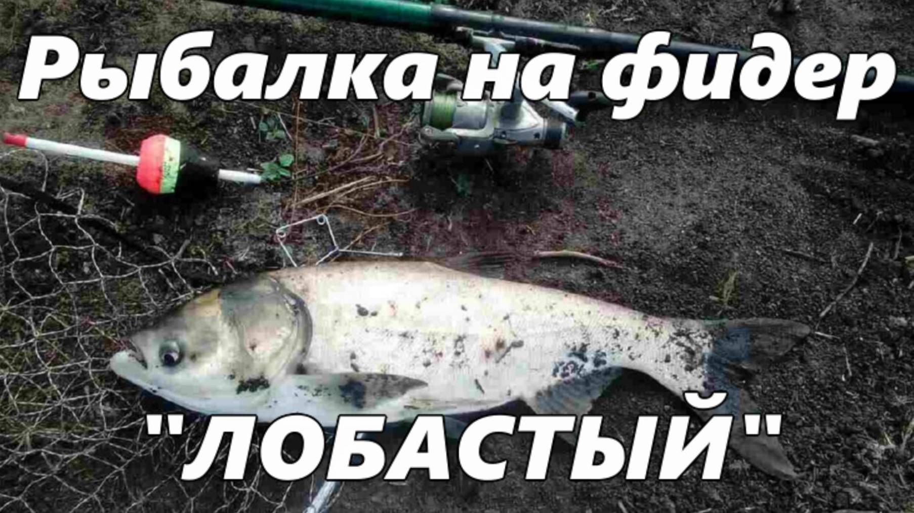 Рыбалка на фидер. "ЛОБАСТЫЙ". смотреть онлайн