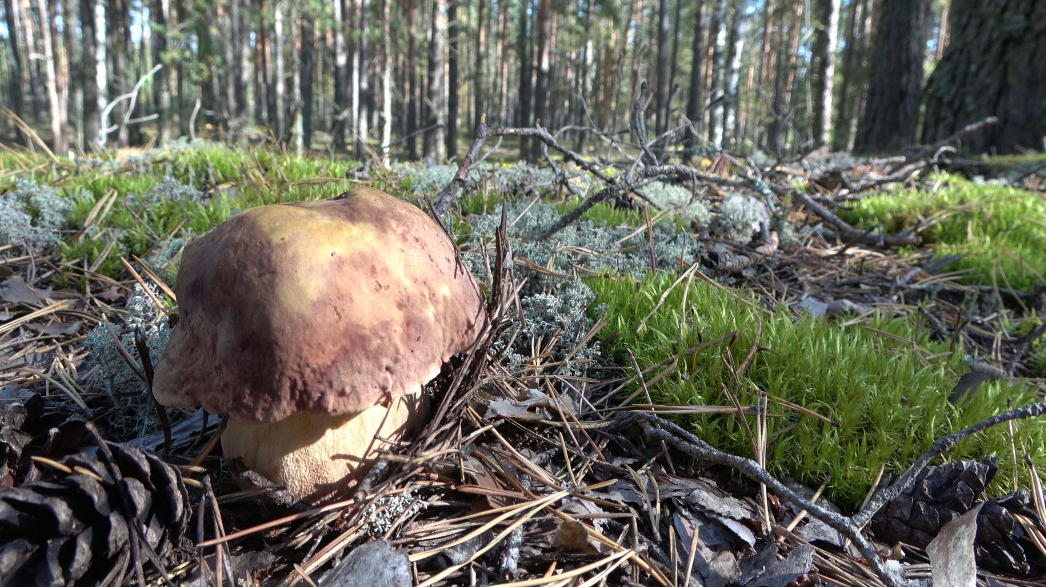 Белый гриб закончился, зато ягод набрали.