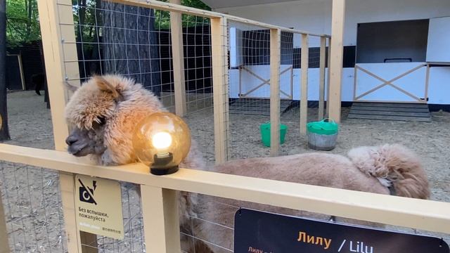 Альпака Лилу