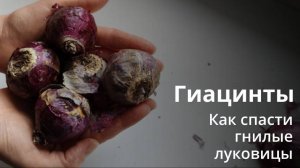 Спасаем луковицы гиацинтов