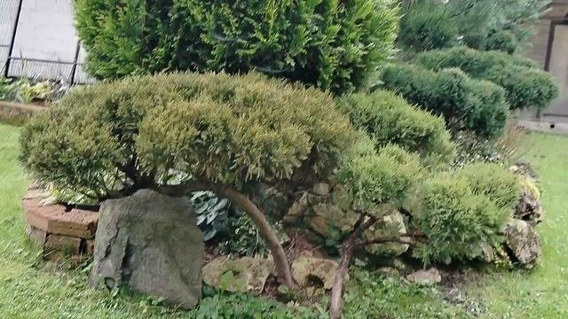 Можжевельник пожелтел, спилили 21.09.2025 смотреть онлайн