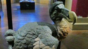 Генетики из США пообещали воскресить знаменитую птицу додо