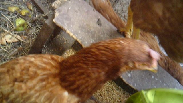 Кормление курочек 22 сентября 2025