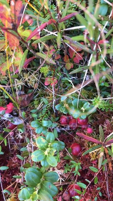 Клюква на северных болотах Архангельской обл. смотреть онлайн
