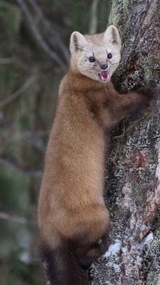 Запал кабанчик на девушку...!😆