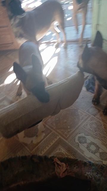 щенки бельгийской овчарки малинуа 3.5 м игра с щенячим рукавом