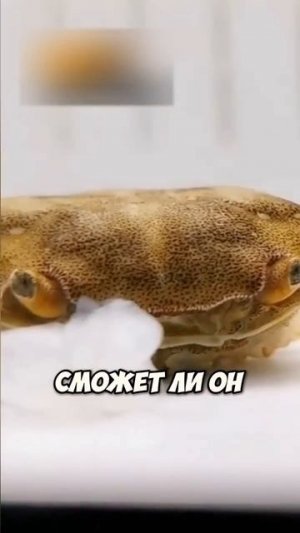 Краб по имени храбрец сначала был без 10 ног