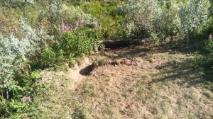 щенки песцов.mp4