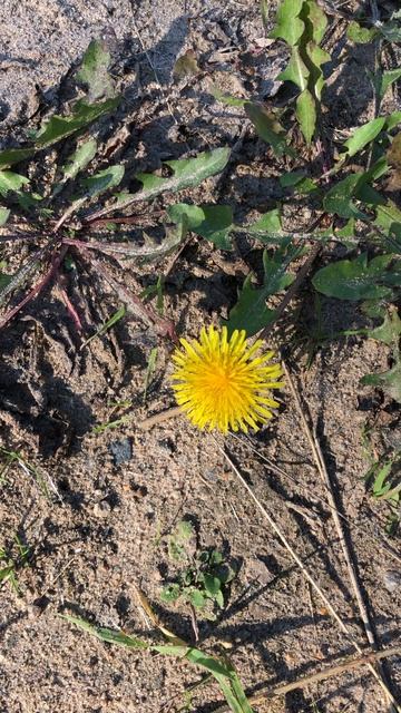 Сентябрьский одуванчик смотреть онлайн