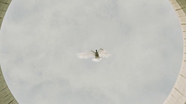 Michael Patrick Kelly - Run Free (Official Music Video) смотреть онлайн