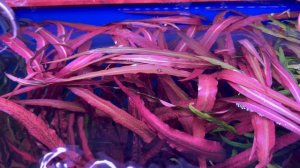 Прощай китайское растение!