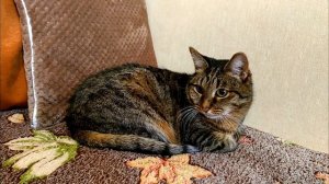 Рассказы про животных | Кошка Нюша | Истории про животных