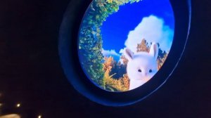 Кроличья нора в Парке Галицкого