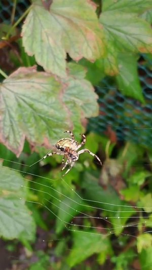 Толстый паук на смородине🙃