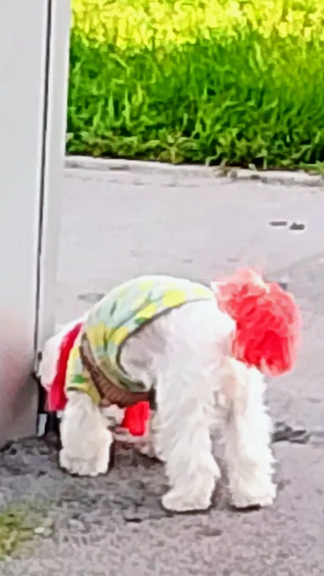 Прогулка!🐕 Чтоб костюмчик сидел!🤣 Смешные животные смотреть онлайн