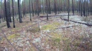 А грибы то ПРОПАЛИ!!!