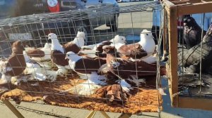 ярмарка голубей в Славянск на Кубани 21.09.2025