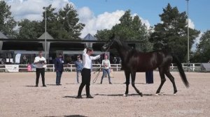 Шоу арабских лошадей.