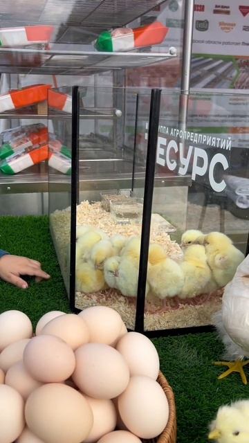 Танцы в чане с виноградом, буренки и трактора: публикуем видео с самарской сельхозвыставки смотреть онлайн