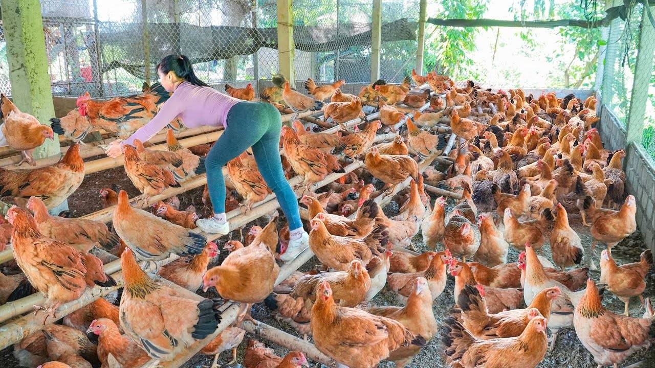 Harvest Many Big Chickens At The Chicken Farm, Use 3-Wheeled Truck Transport Chickens Go To Sell. смотреть онлайн