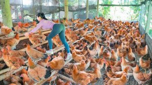Harvest Many Big Chickens At The Chicken Farm, Use 3-Wheeled Truck Transport Chickens Go To Sell.