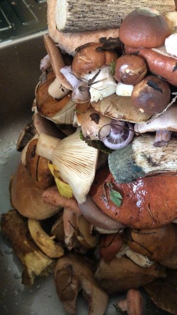 Грибное ассорти смотреть онлайн