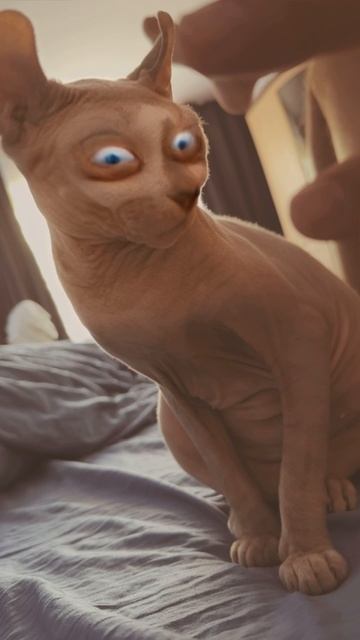 Шутка над кошкой