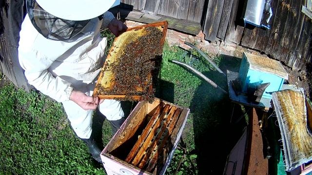 Предварительная сборка в сентябре июльского отводка пчёл на зимовку смотреть онлайн
