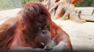 Такую ИНТЕЛЛИГЕНТНУЮ обезьянку вы увидите в Тайгане! Даночка САМА ест ложкой лучше некоторых людей!