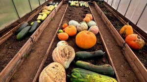 Простые ПРАВИЛА как ВЫРАСТИТЬ ТЫКВУ и получить МЕГА УРОЖАЙ!!