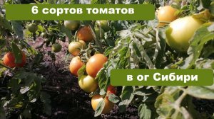 6 сортов томатов в открытом грунте Сибири, описание, отзыв